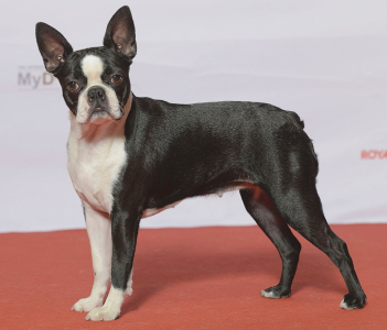 Cachorro: Boston terrier